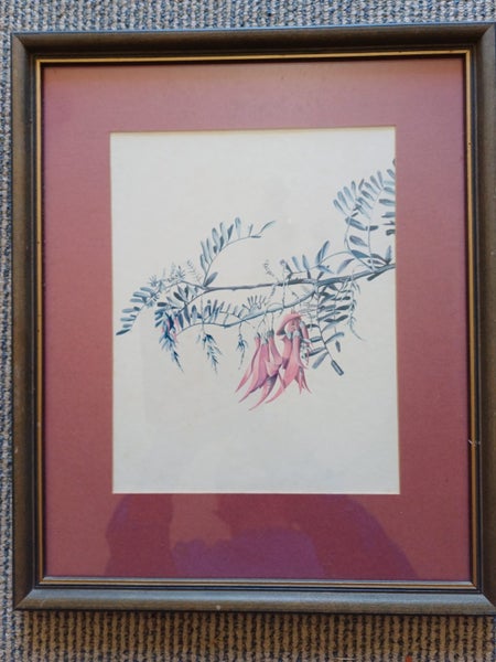 2 x vintage NZ native plant prints from Tasman Gallery (Chch) Carousel 2