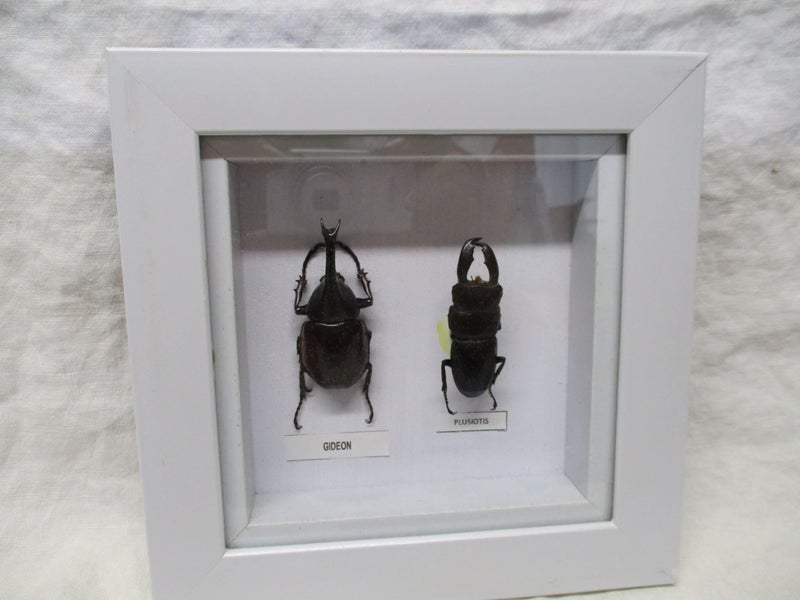 Taxidermy - Gideon & Plusiotis - Types of BUGS - White Framed - 8175 Carousel 1