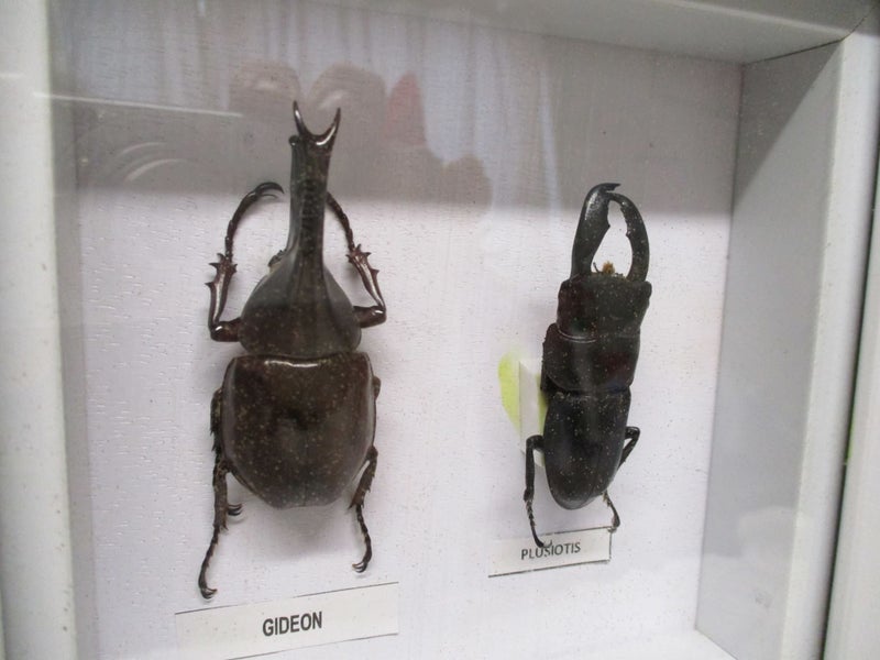 Taxidermy - Gideon & Plusiotis - Types of BUGS - White Framed - 8175 Carousel 2
