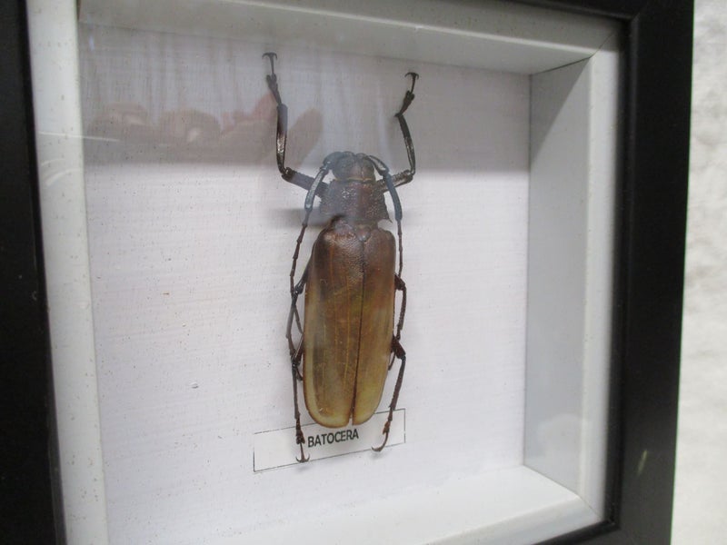 Taxidermy - Batocera - Beetle - Black Framed - 8178 Carousel 2
