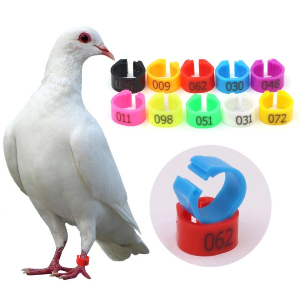 100 Pcs 10 Colors Foot Ring with Text Bird Parrot Pigeon Training Tools 8 CHK29M Carousel 2