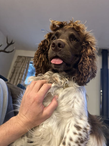 English Springer Spaniel Registered Stud Dog Carousel 10