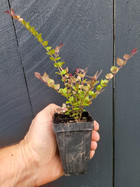 Lonicera Honey Hedge Ruby x 50 Carousel 2
