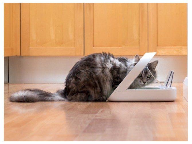 SureFeed Microchip Pet Feeder Carousel 2