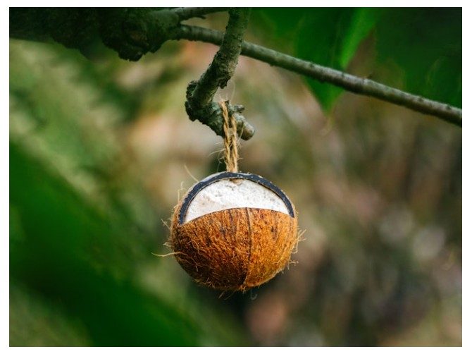 Topflite Wild Bird Energy Coconut Feeder Carousel 2