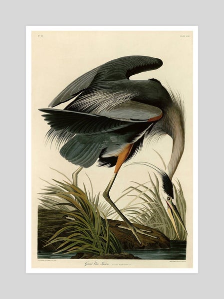 Great Blue Heron by J.J. Audubon Art Print - 54cm x 78cm Carousel 1