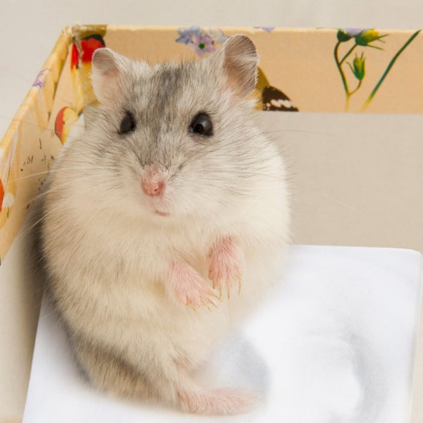 Rabbit Accessories Summer Pet Bed Small Animal Beds Cooling Plate Hamster Rabbi Carousel 2