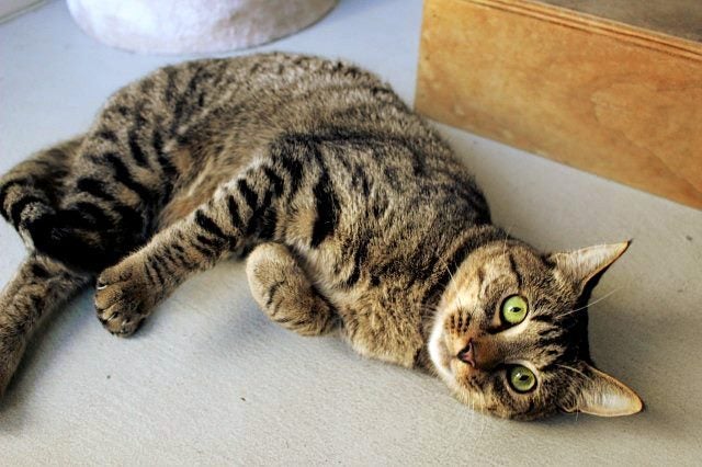 Lost - Tabby DSH Male (River) Carousel 1