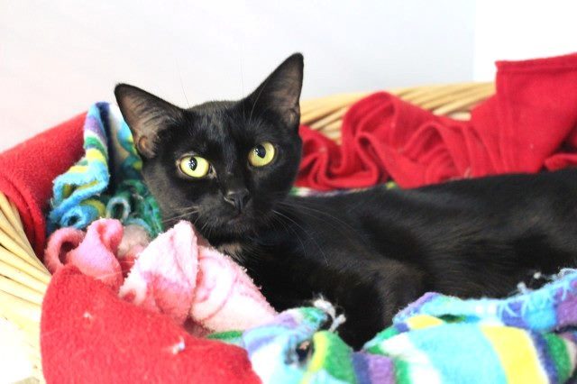 Lost - Black DSH Female Cat (Coco) Carousel 1