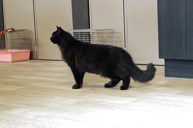Lost - Black DMH Male Cat (Midnight) Carousel 1