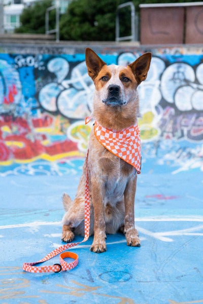 Wolves of Wellington Benji Bandana Carousel 3