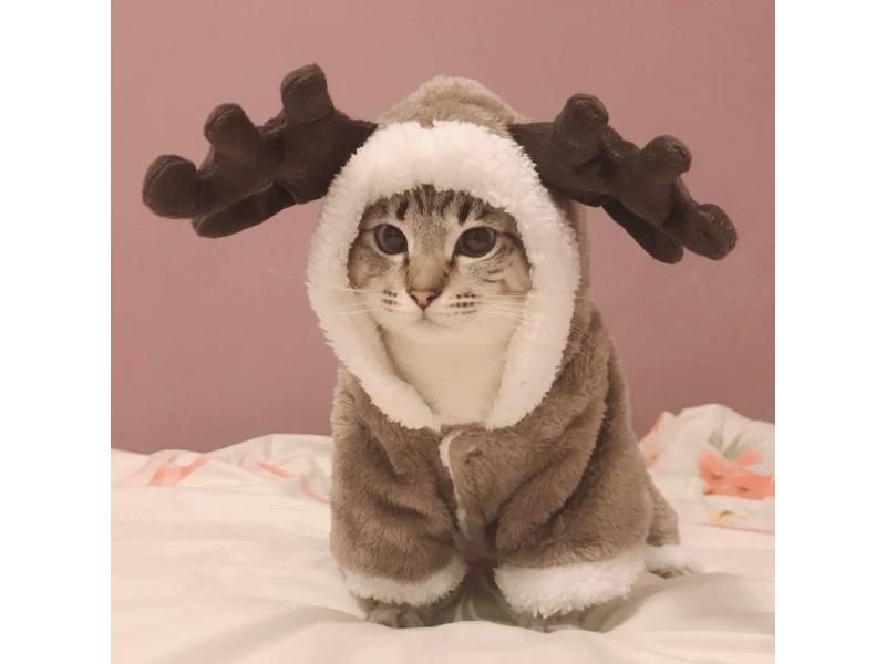 Winter Cat Clothes Warm Fleece Pet Costumes For Small Cats Kitten Jumpsuits Carousel 1