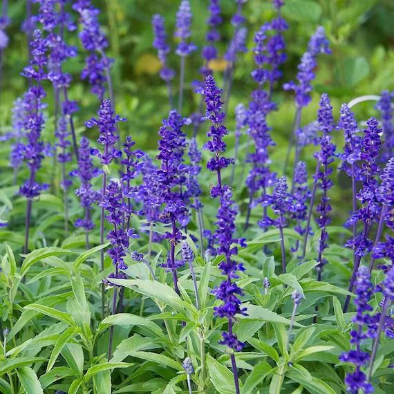 Salvia Farinacea 'Victoria Blue' Carousel 1