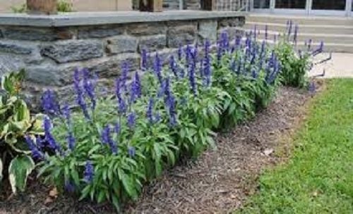 Salvia Farinacea 'Victoria Blue' Carousel 2