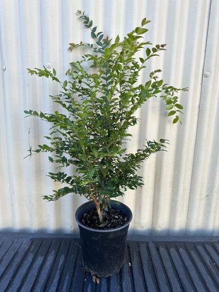 Jaboticaba Sabara - 3+ year old Carousel 1