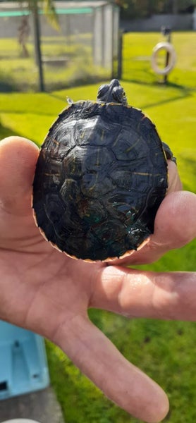 Red eared slider Carousel 1