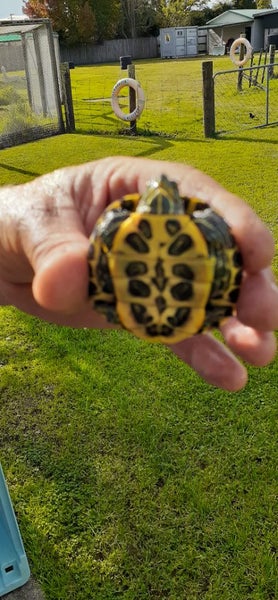 Red eared slider Carousel 2