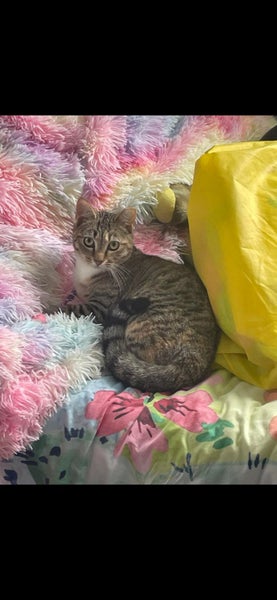 Rescue Cat Primrose Carousel 2