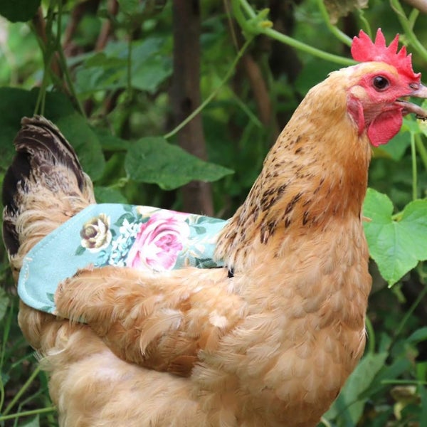 Chicken Saddles Hen Aprons 5pcs Protect Your Chickens Carousel 5