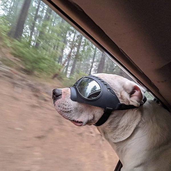 Pet Mask Glasses Black Carousel 2