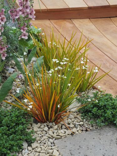 12x NZ Iris **libertia Peregrinans** EYE-CATCHING Carousel 1