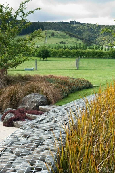 12x NZ Iris **libertia Peregrinans** EYE-CATCHING Carousel 2