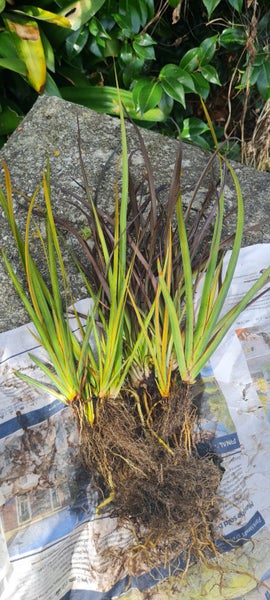 12x NZ Iris **libertia Peregrinans** EYE-CATCHING Carousel 6