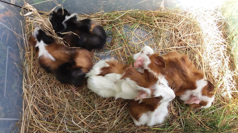 guinea pigs - babies Carousel 2