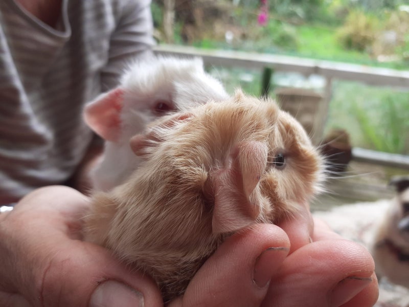 guinea pigs - babies Carousel 1
