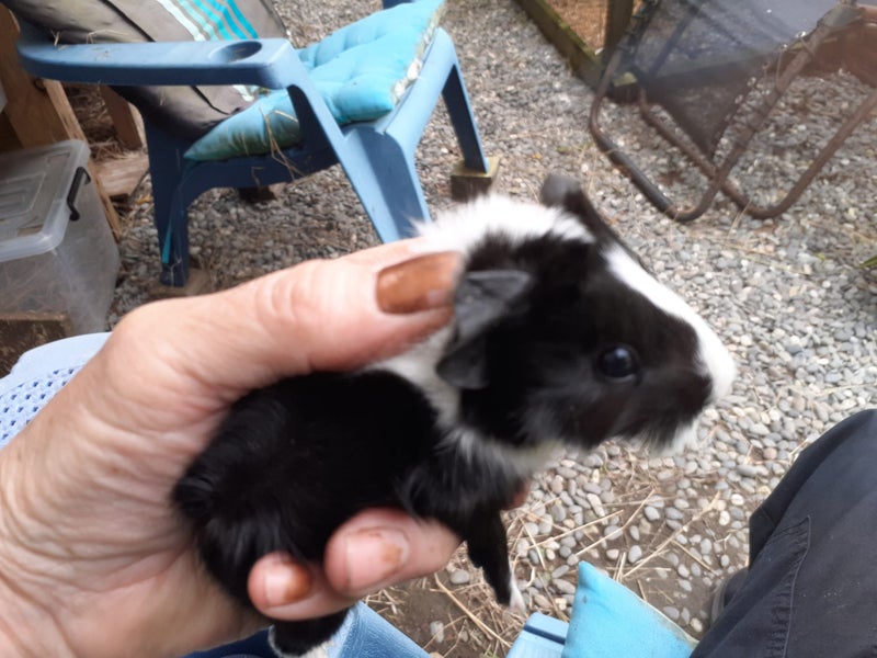 guinea pigs - babies Carousel 8