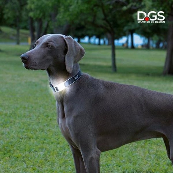 DOG COLLAR COMET RECHARGEABLE LIGHT UP SAFETY COLLAR MEDIUM RED 25MM x 45-63CM Carousel 3