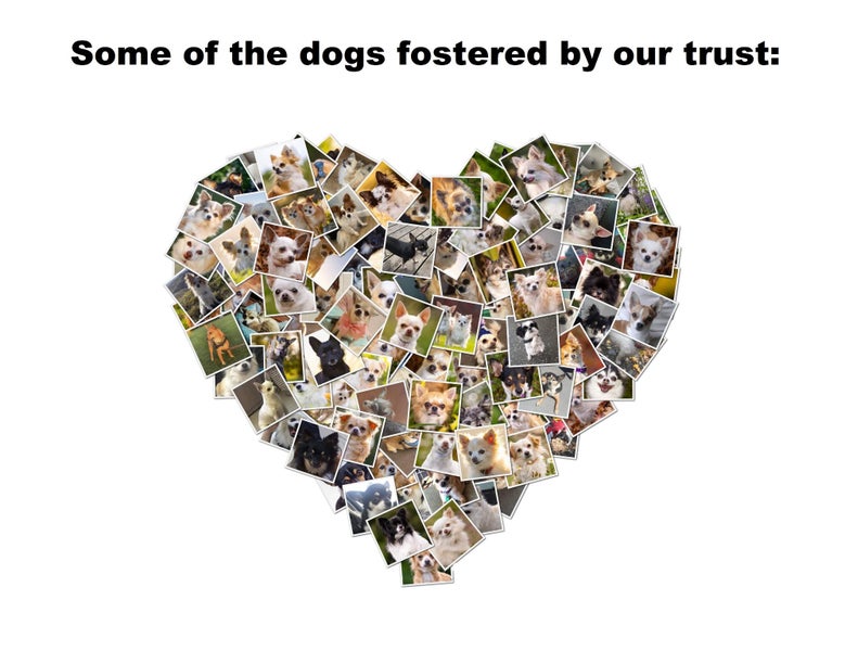 Foster Carers Wanted - MUST BE IN Christchurch / Canterbury! Carousel 2