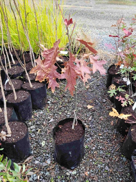 Quercus coccinea - Scarlet Oak Carousel 4