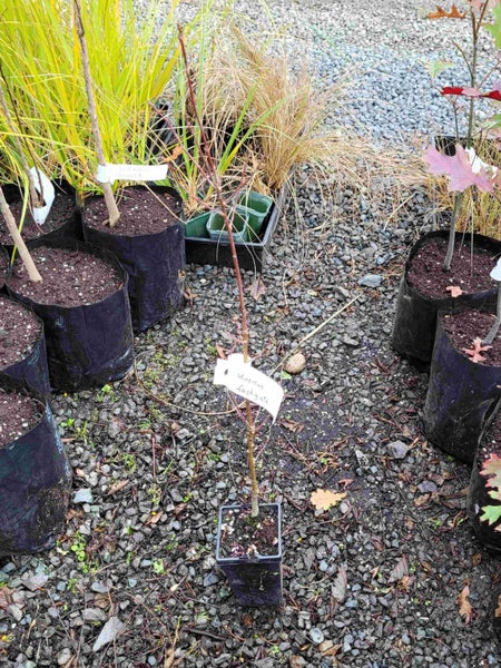 Quercus robur v. fastigiata - Columnar English Oak Carousel 6