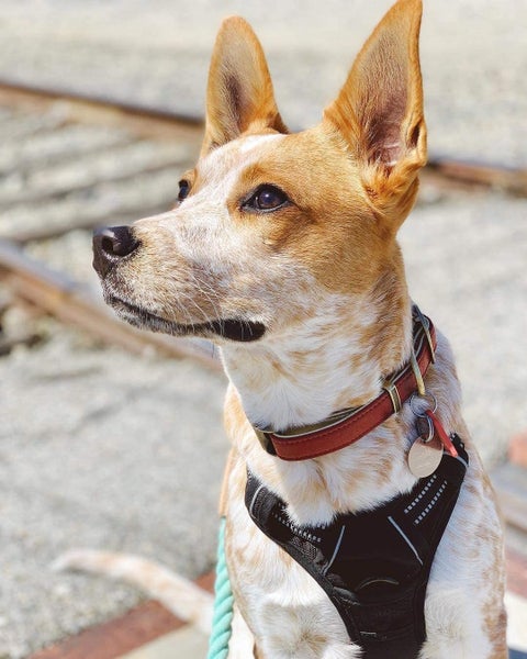 Adjustable Dog Harness Tactical Lead Vest Outdoor Leash Extra Large XL Carousel 9