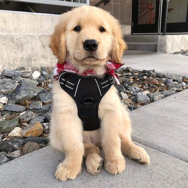 Adjustable Dog Harness Tactical Lead Vest Outdoor Leash SMALL Carousel 1