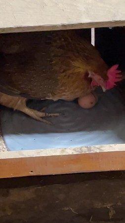 4pcsWashable Chicken Nesting Pad Nesting Box Liners Soft Chicken Box Nest Mat R Carousel 2