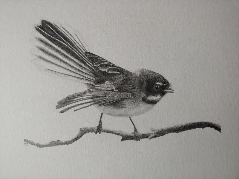 ‘Fantail’ Print (from an original drawing in pencil) - Framed Carousel 2