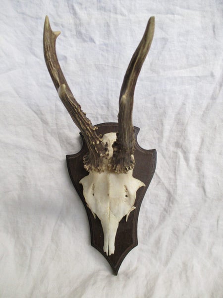 Vintage Taxidermy Deer Antlers Skull Trophy On Wooden Plaque / Shield - 8301 Carousel 1