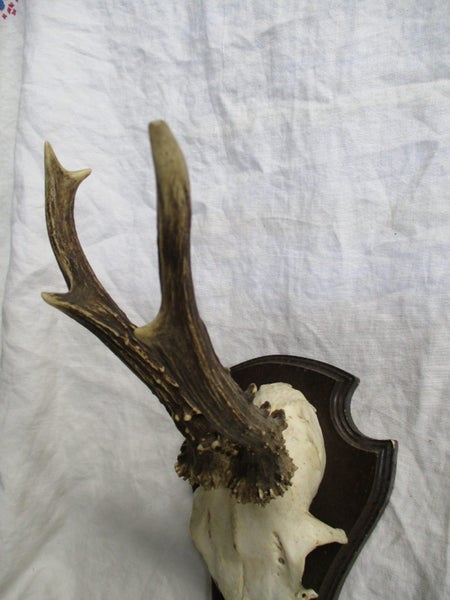 Vintage Taxidermy Deer Antlers Skull Trophy On Wooden Plaque / Shield - 8301 Carousel 2