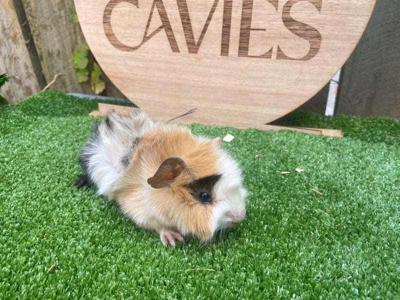 Guinea Pigs for sale Carousel 1
