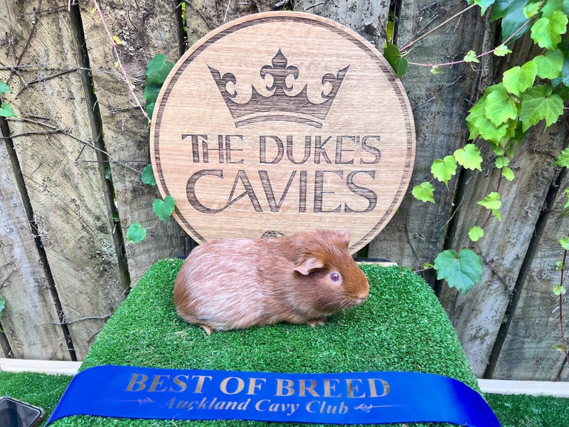 Guinea Pigs for sale Carousel 12
