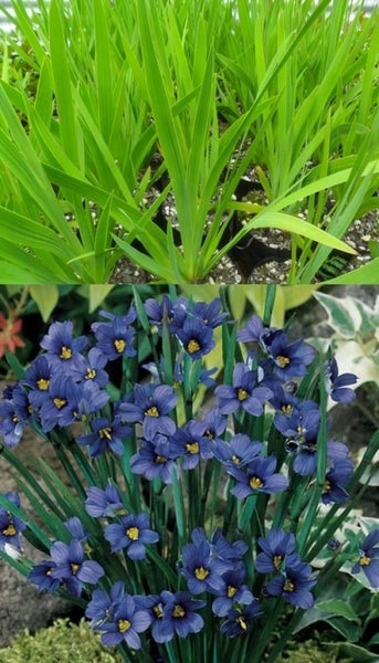 BLUE EYED GRASS (IRIS FAMILY) X 100 SEEDS Carousel 1