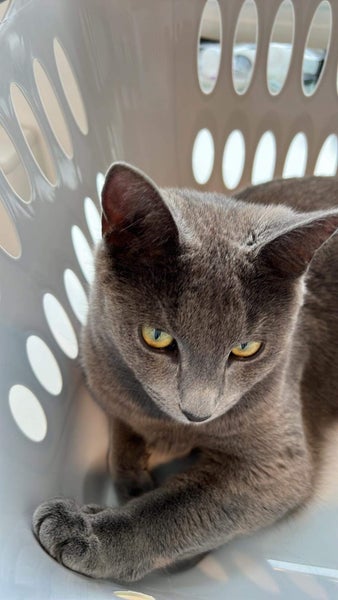 Lost - Female Cat “Tigz” Carousel 1