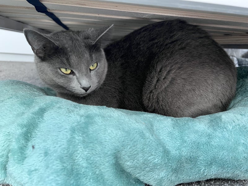 Lost - Female Cat “Tigz” Carousel 2