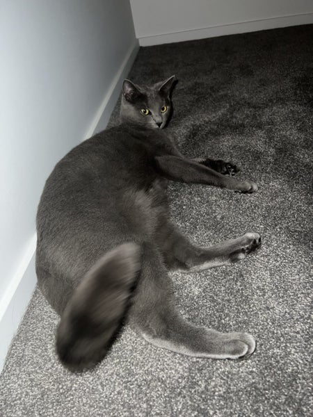 Lost - Female Cat “Tigz” Carousel 4
