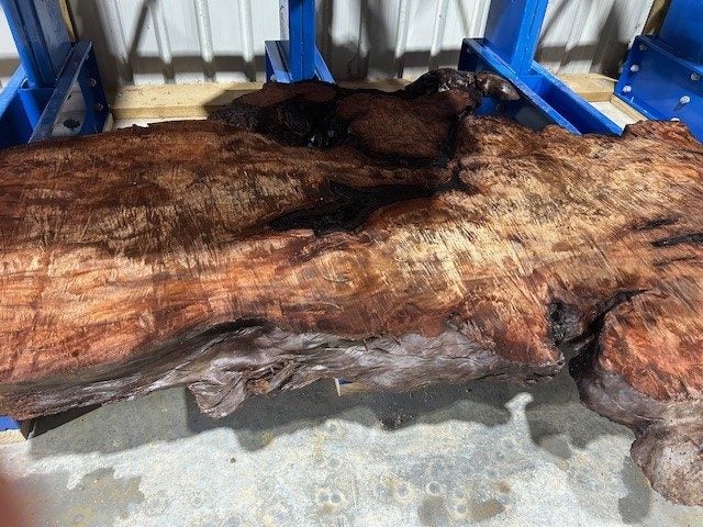 Kauri Swamp Slab62863866691842112
