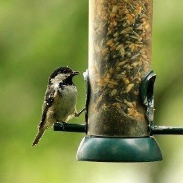 Outdoor Bird Feeder Hanging Wild Bird Feeder Seed Nut Feeding Station Outdoor G Carousel 5