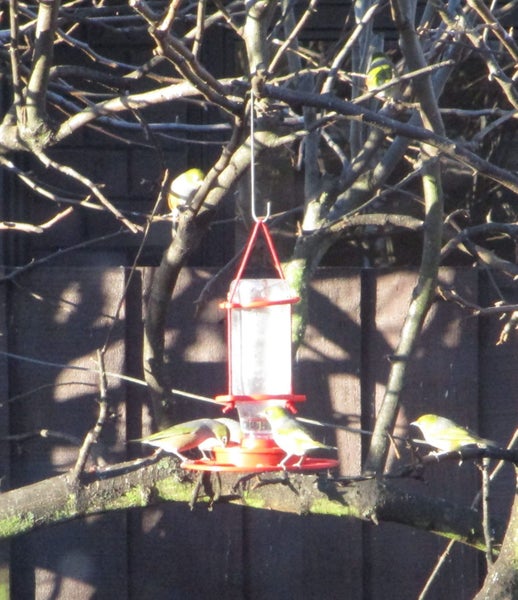 Nectar Bird Feeder Kit - Red Colour62938586353026111