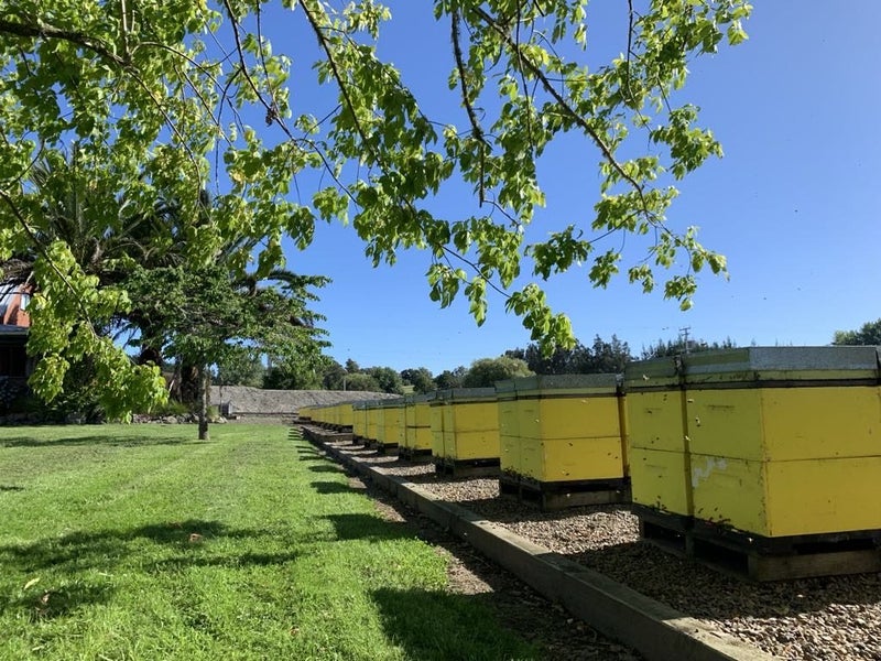 Bees Beehives Nucs Package Bees Queen Bees Carousel 2